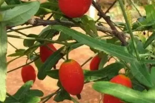 红香果的价格和种植前景,红香果一斤价格100元左右种植前景如何呢插图4
