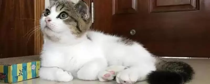 公猫绝育后乱拉乱尿原因 ,公猫绝育后乱拉乱尿是什么原因导致的-会东网