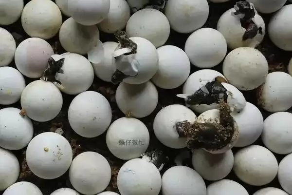 甲鱼蛋孵化法自然人工两种,甲鱼蛋怎么孵化,孵化方式有这些?插图1 甲鱼蛋孵化法自然人工两种,甲鱼蛋怎么孵化,孵化方式有这些?插图1