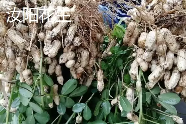 河南省汝阳县特产有啥介绍,河南省汝阳县是历史名酒杜康的发祥地吗插图1