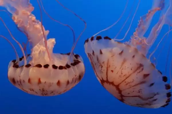 海蜇是什么类型的生物呢,海蜇是一种无脊椎动物这一说法正确吗插图2 海蜇是什么类型的生物呢,海蜇是一种无脊椎动物这一说法正确吗插图2