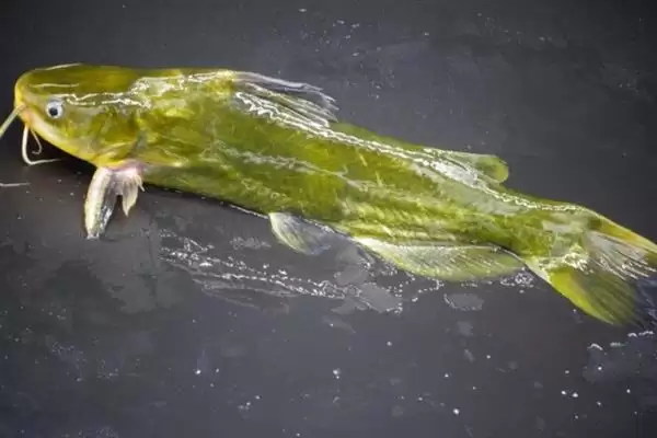 黄辣丁栖息地缓流多水草浅区,黄辣丁的栖息环境介绍，是这样的吗？插图5