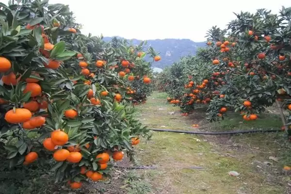 柑橘流胶病防治方法 ,柑橘流胶病该如何进行防治插图3