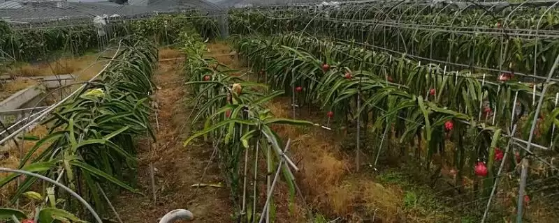 火龙果病虫害农业化学能防,火龙果病虫害防治方法，两种方法有效？-会东网
