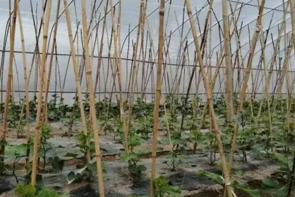 大棚黄瓜的种植方法和步骤是,大棚黄瓜怎么种植插图3
