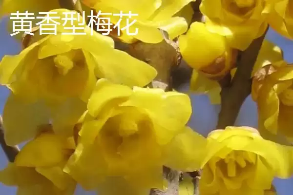 红梅的品种主要有哪些呢,红梅有较多品种且各自有什么特点呢插图8 红梅的品种主要有哪些呢,红梅有较多品种且各自有什么特点呢插图8