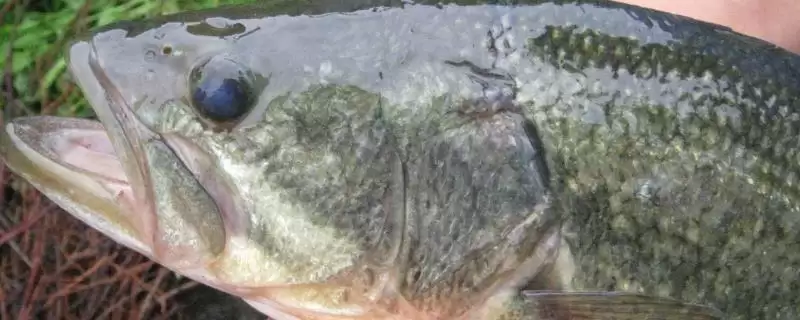 加州鲈海鲈问两者不是同品种,加州鲈鱼是不是海鲈鱼，判断准确吗？-会东网