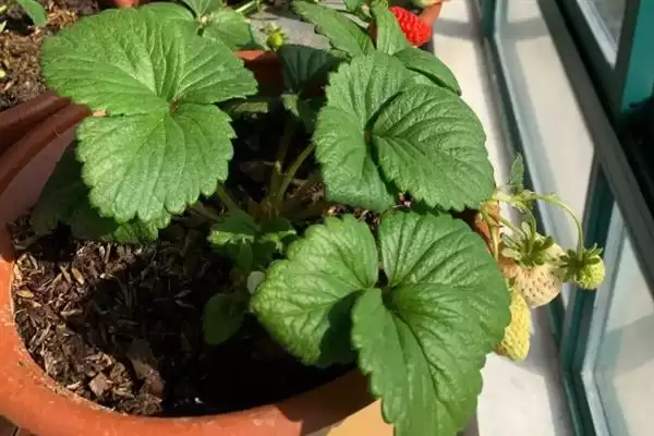 花椒水灭虫否真能除虫杀菌有效,花椒水能不能灭杀花盆中的害虫,效果如何?插图4 花椒水灭虫否真能除虫杀菌有效,花椒水能不能灭杀花盆中的害虫,效果如何?插图4