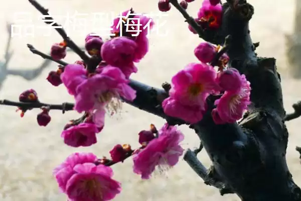 红梅的品种主要有哪些呢,红梅有较多品种且各自有什么特点呢插图1 红梅的品种主要有哪些呢,红梅有较多品种且各自有什么特点呢插图1