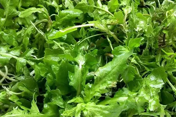 荠菜种类区分板叶散叶两种,荠菜的种类,分类准确吗?插图1 荠菜种类区分板叶散叶两种,荠菜的种类,分类准确吗?插图1