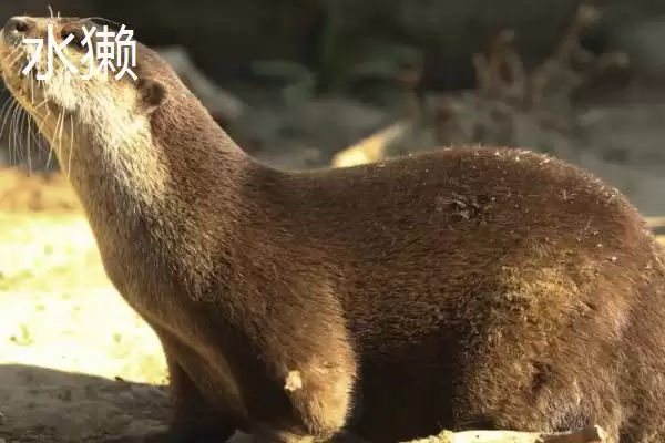 海獭经常捂眼睛是为啥呢,海獭经常捂眼睛可能为梳理毛发或保暖吗插图3 海獭经常捂眼睛是为啥呢,海獭经常捂眼睛可能为梳理毛发或保暖吗插图3