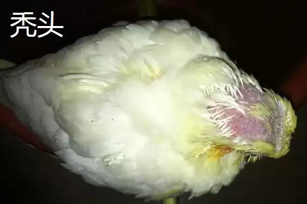 玄凤鹦鹉差异秃头与否羽毛不同,黄化玄凤鹦鹉秃头和不秃头的区别，在哪？插图1