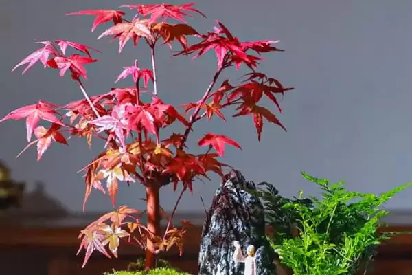 红枫盆栽的修剪方法是什么,红枫盆栽需修剪发育不良和徒长枝条吗插图4 红枫盆栽的修剪方法是什么,红枫盆栽需修剪发育不良和徒长枝条吗插图4