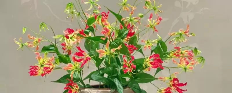 嘉兰花语寓意花语真是荣光,嘉兰的花语，花语含义准确吗？-会东网