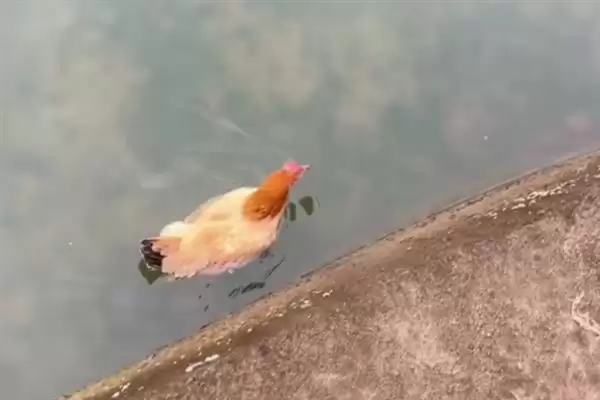 鸡不会游泳因爪无蹼羽毛杆重,鸡不会游泳的原因，是这些因素吗？插图2