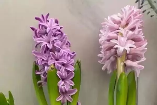风信子养殖法选沙土肥力足,风信子的养殖方法，选土要求对吗？插图3