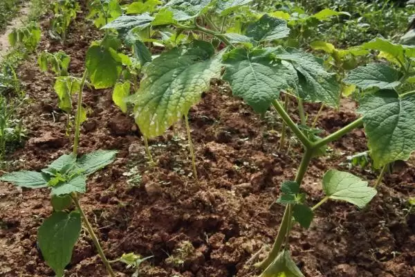 姑娘果的种植方法有什么,姑娘果种植可多施农家肥是真的吗插图3