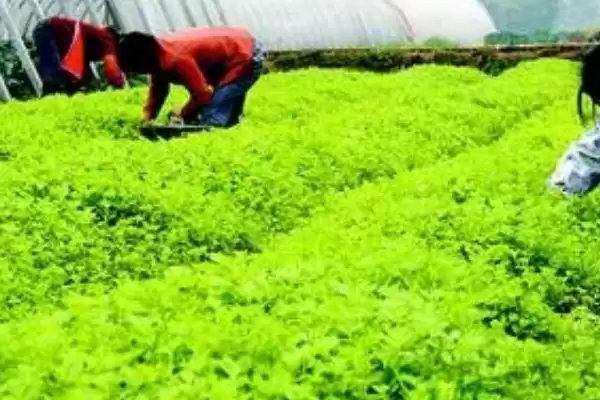 高温高湿天气蔬菜管理 ,高温高湿天气怎么管理蔬菜插图2