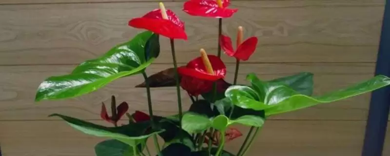 红掌的养殖方法是什么呢,红掌生长旺期适当添加腐熟肥来养殖吗插图 红掌的养殖方法是什么呢,红掌生长旺期适当添加腐熟肥来养殖吗插图