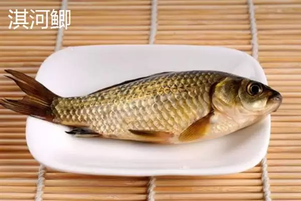 鲫鱼品种介绍土鲫高背鲫常见,鲫鱼的品种介绍，常见品种有这些？插图7
