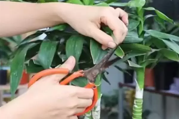 富贵竹修剪方法技巧 ,富贵竹的修剪有哪些方法和要插图2 富贵竹修剪方法技巧 ,富贵竹的修剪有哪些方法和要插图2