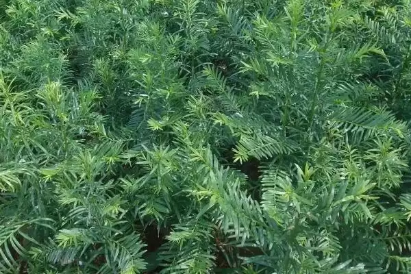 红豆杉的繁殖技术有哪些呢,红豆杉可有性繁殖也可无性繁殖吗插图5 红豆杉的繁殖技术有哪些呢,红豆杉可有性繁殖也可无性繁殖吗插图5