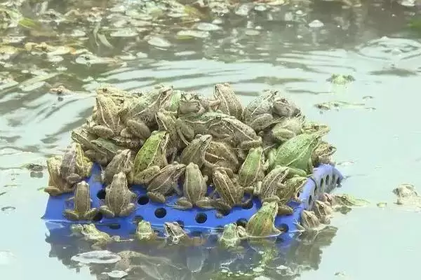 黑斑蛙怎么进行养殖好呢,黑斑蛙先喂鲜活诱饵再过渡到人工饲料养殖吗插图7