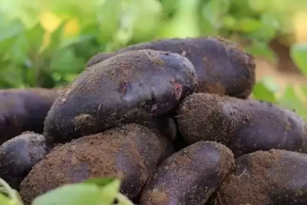 黑土豆是转基因的品种吗,黑土豆并不是转基因土豆这种说法对吗插图3