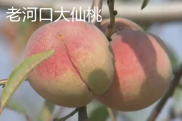 湖北老河口特产8种特产值得带走吗,湖北老河口有哪些值得带走的特产？插图2