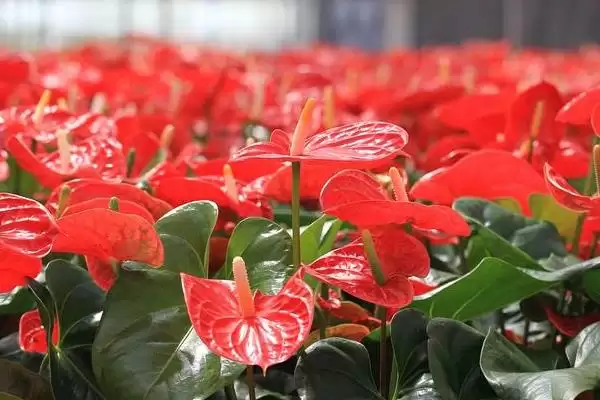 红掌有什么花语和象征意义,红掌代表燃烧的心、给予的热情等意义吗插图1 红掌有什么花语和象征意义,红掌代表燃烧的心、给予的热情等意义吗插图1