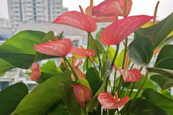 红掌冬天花死了春天还长吗,红掌主干和主根完整冬天花死春天还长吗插图2