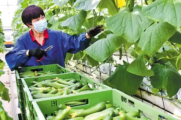 黄瓜正确浇水方法策略 ,黄瓜不同生长阶段怎样正确浇水插图3