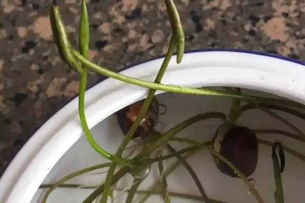 荷花种子如何进行种植呢,荷花种子可直接用塘泥进行养护种植吗插图7