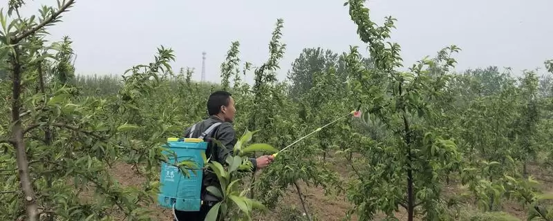 果树何时进行施肥更合适,果树以5-7月份进行施肥为宜吗-会东网
