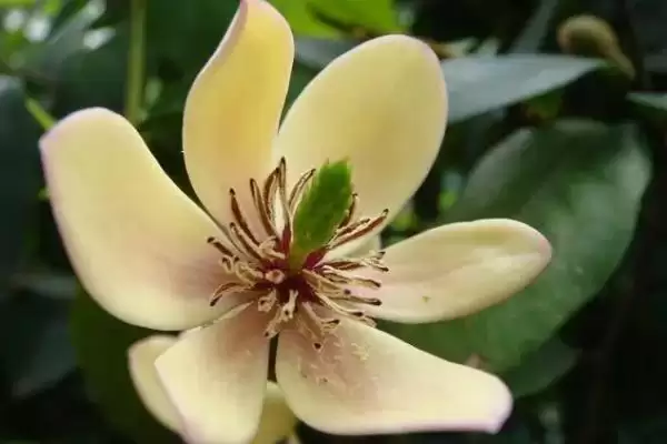 含笑花夏季的浇水方法是啥,含笑花夏季浇水频率为每天一次是正确的吗插图2 含笑花夏季的浇水方法是啥,含笑花夏季浇水频率为每天一次是正确的吗插图2