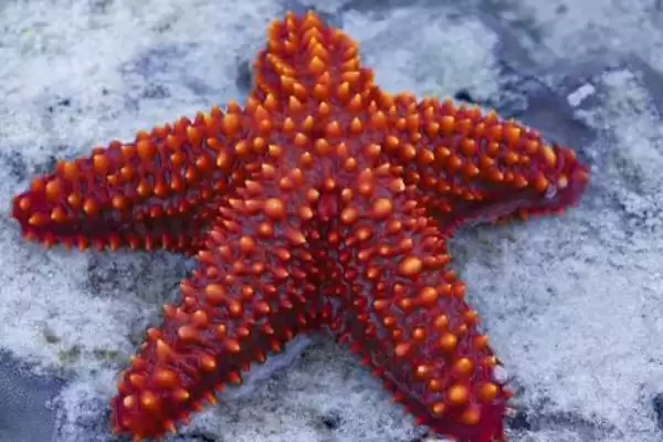海星的产地主要在哪里呢,海星在北太平洋区域的种类数量最多吗插图4 海星的产地主要在哪里呢,海星在北太平洋区域的种类数量最多吗插图4