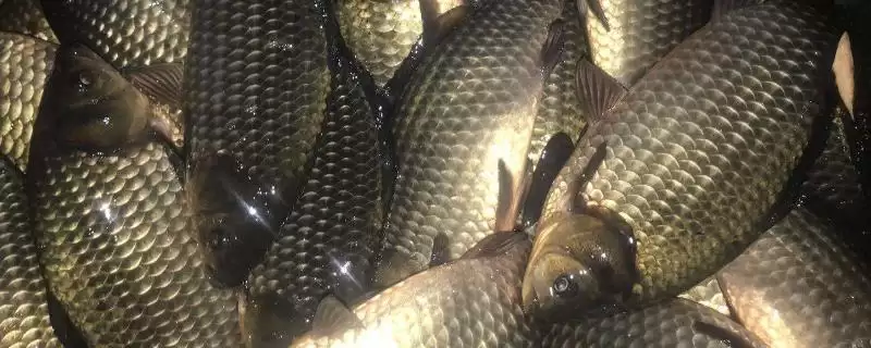 鲫鱼公母区分繁殖季特征明显,鲫鱼分公母吗,真的是这样区分吗?插图 鲫鱼公母区分繁殖季特征明显,鲫鱼分公母吗,真的是这样区分吗?插图