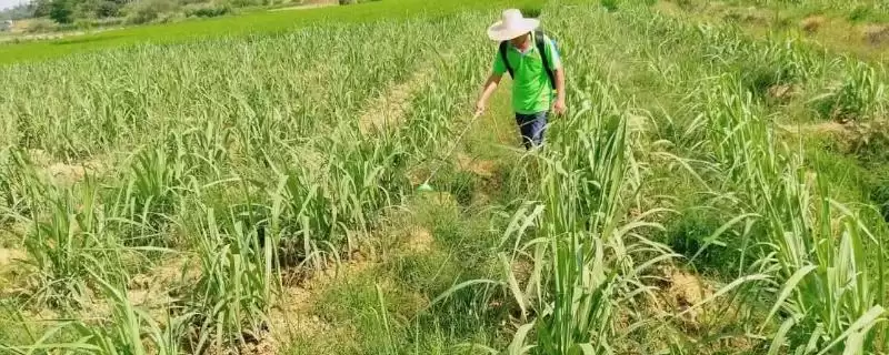 甘蔗使用除草剂误区,对甘蔗使用除草剂存在哪些误区插图 甘蔗使用除草剂误区,对甘蔗使用除草剂存在哪些误区插图