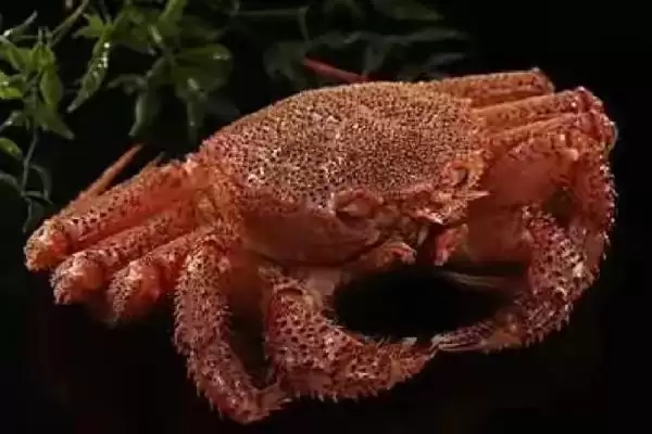 红毛蟹是什么种类的蟹呢,红毛蟹因体色呈红色而得名是这样吗插图1