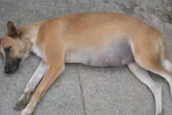 狗狗剖腹产花费大不大,狗狗剖腹产费用在400-1000元不等吗插图1