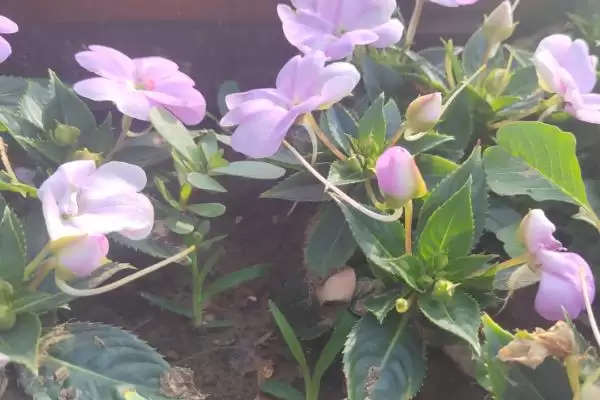 凤仙花品种类型 ,凤仙花常见的品种有哪些种插图2