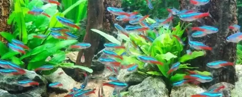 红绿灯鱼过多久才能长大呢,红绿灯鱼一般需要6-8个月才能长大吗-会东网