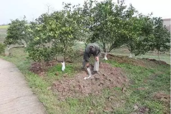 柑橘清园温度问题 ,柑橘清园是温度越低越好吗，为什插图2