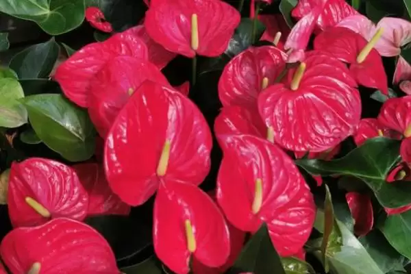 红掌有什么花语和象征意义,红掌代表燃烧的心、给予的热情等意义吗插图4 红掌有什么花语和象征意义,红掌代表燃烧的心、给予的热情等意义吗插图4