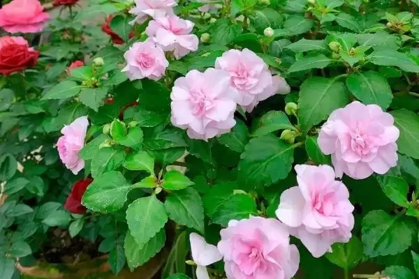 凤仙花品种类型 ,凤仙花常见的品种有哪些种插图3