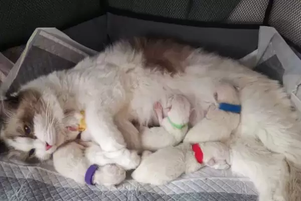 刚出生小猫死亡抢救 ,刚出生的小猫即将死亡如何进行抢救插图1