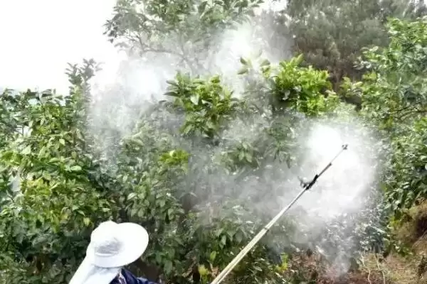 柑橘清园温度问题 ,柑橘清园是温度越低越好吗，为什插图1