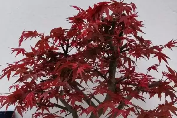 红枫盆栽的修剪方法是什么,红枫盆栽需修剪发育不良和徒长枝条吗插图2 红枫盆栽的修剪方法是什么,红枫盆栽需修剪发育不良和徒长枝条吗插图2