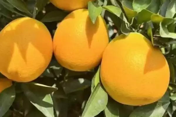 赣南脐橙生长年线 ,赣南脐橙的生长周期是怎样的插图3