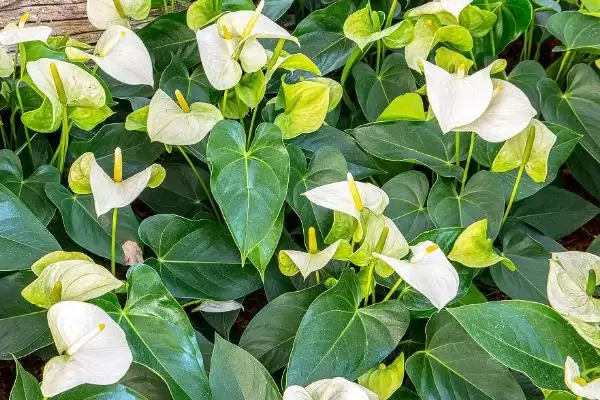 红掌有什么花语和象征意义,红掌代表燃烧的心、给予的热情等意义吗插图2 红掌有什么花语和象征意义,红掌代表燃烧的心、给予的热情等意义吗插图2